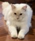 Ragdoll Cats for sale in Hemet, CA 92545, USA. price: $200