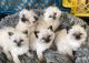 Ragdoll Cats for sale in Atlanta, GA, USA. price: $700