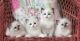 Ragdoll Cats for sale in NC-55, Durham, NC, USA. price: NA