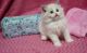 Ragdoll Cats for sale in New Jersey Turnpike, Kearny, NJ, USA. price: $1,100