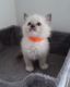 Ragdoll Cats for sale in Ohio Ave, West Springfield, MA 01089, USA. price: $1,000