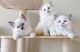 Ragdoll Cats for sale in Giorgia St, Parkville, MO 64152, USA. price: $1,200