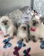 Ragdoll Cats for sale in Giorgia St, Parkville, MO 64152, USA. price: NA