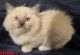 Ragdoll Cats for sale in Warsaw, NC, USA. price: $700