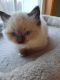 Ragdoll Cats for sale in Holden, MO 64040, USA. price: $800