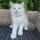 Ragdoll Cats for sale in New York, NY, USA. price: $600