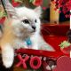Ragdoll Cats for sale in Puyallup, WA, USA. price: $1,400