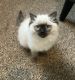 Ragdoll Cats for sale in Springfield, MO, USA. price: $700
