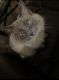 Ragdoll Cats for sale in Las Vegas, NV, USA. price: $1,500