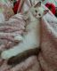 Ragdoll Cats for sale in Holden, MO 64040, USA. price: $1,000