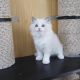 Ragdoll Cats for sale in Orange Park, FL 32073, USA. price: NA