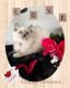 Ragdoll Cats for sale in Puyallup, WA, USA. price: $1,400