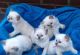 Ragdoll Cats for sale in Atlanta, GA, USA. price: $800