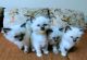 Ragdoll Cats for sale in Miami Beach, FL, USA. price: NA