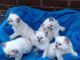Ragdoll Cats for sale in Miami, FL, USA. price: $700