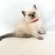 Ragdoll Cats for sale in Florida St, San Francisco, CA, USA. price: $260
