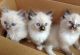 Ragdoll Cats for sale in Portland, OR, USA. price: NA