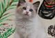 Ragdoll Cats for sale in Portland, OR, USA. price: NA