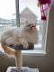 Ragdoll Cats for sale in Castle Rock, CO 80108, USA. price: $900