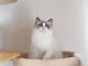 Ragdoll Cats for sale in New York, NY, USA. price: $400