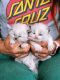 Ragdoll Cats for sale in 50 Hwy 50, Stateline, NV 89449, USA. price: NA