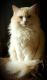 Ragdoll Cats for sale in Marysville, WA 98270, USA. price: $1,800
