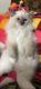 Ragdoll Cats for sale in Elmira, NY, USA. price: NA