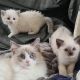 Ragdoll Cats for sale in Manila, Metro Manila, Philippines. price: 10000 PHP