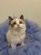 Ragdoll Cats for sale in Sacramento, CA, USA. price: $1,200