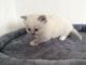 Ragdoll Cats for sale in Grenville-sur-la-Rouge, Argenteuil Regional County Municipality, QC J0V, Canada. price: $1,200