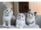 Ragdoll Cats for sale in Miami, FL, USA. price: $300