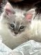 Ragdoll Cats for sale in Fredericksburg, VA 22401, USA. price: $900