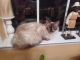 Ragdoll Cats for sale in Oliver, GA 30446, USA. price: $25
