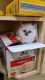 Ragdoll Cats for sale in Los Angeles, CA, USA. price: $250