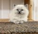 Ragdoll Cats for sale in West Kingston, RI 02892, USA. price: $1,000