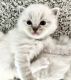 Ragdoll Cats for sale in Eaton, CO 80615, USA. price: $1,600