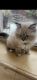 Ragdoll Cats for sale in Odessa, TX, USA. price: NA