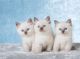 Ragdoll Cats for sale in New York, NY, USA. price: $950