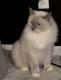 Ragdoll Cats for sale in Orlando, FL, USA. price: $700