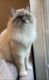 Ragdoll Cats for sale in Raleigh, NC, USA. price: NA