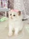 Ragdoll Cats for sale in Las Vegas, NV, USA. price: $2,000