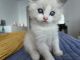 Ragdoll Cats for sale in Miami Beach, FL, USA. price: $1,000