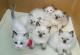Ragdoll Cats for sale in Dallas, TX, USA. price: $800