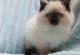 Ragdoll Cats for sale in New York, NY, USA. price: $800