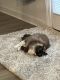 Ragdoll Cats for sale in Anderson, SC, USA. price: NA