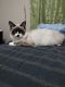 Ragdoll Cats for sale in Dunn, NC 28334, USA. price: $500