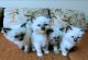 Ragdoll Cats for sale in Orlando, FL, USA. price: $850