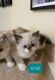 Ragdoll Cats for sale in Marysville, WA 98270, USA. price: NA