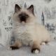 Ragdoll Cats for sale in Pasadena, MD 21122, USA. price: $700
