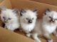 Ragdoll Cats for sale in Orlando, FL, USA. price: $900